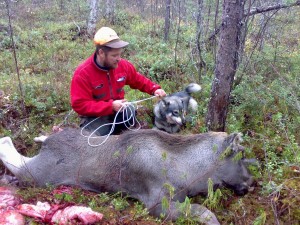 Jpu Jiiällän Otto (syntynyt 14.3.2004) Ammuttu jonkun verran hirviä. Iän karttuessa ehkä hivenen liian tulinen hirvellä, joka johti usein haukkujen karkaamiseen. Elinikä 6v 1kk. Kuollut ilman sairauden diagnosointia.